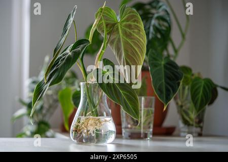 Germogli di Philodendron Splendid pianta in vaso di vetro. Semplice propagazione di piante da casa per fusto in acqua Foto Stock