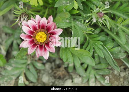 gazania rosa (fiore del tesoro) che cresce nel giardino da vicino Foto Stock