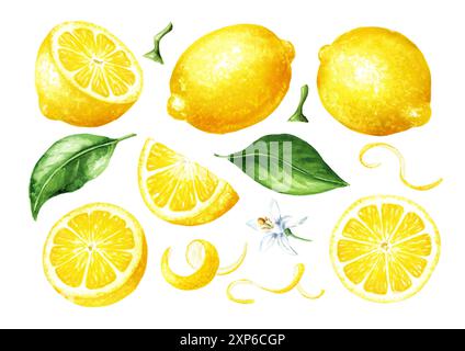 Set di frutta fresca al limone, intera e a fette, con scorza e foglie verdi. Illustrazione ad acquerello disegnata a mano isolata su sfondo bianco Foto Stock