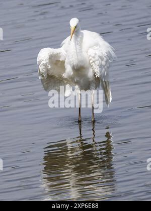 Il Great White Egret (Ardea alba) sta per volare da un lago, vista frontale. Foto Stock