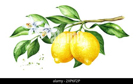 Rametto di limone con frutta, fiori e foglie. Illustrazione ad acquerello disegnata a mano isolata su sfondo bianco Foto Stock