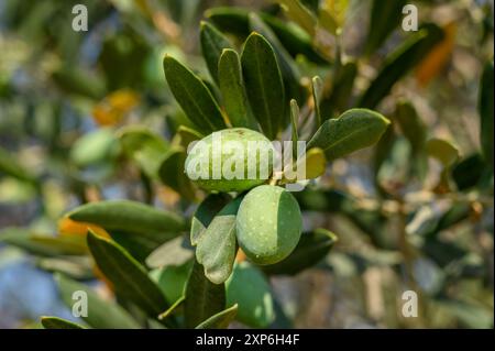 Le olive verdi e nere biologiche attendono di maturare sugli alberi dell'oliveto di un villaggio Foto Stock