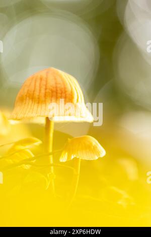 Primo piano di funghi selvatici non identificati cresce in primavera su terreni boschivi. Catena montuosa dell'Himalaya. Foto Stock