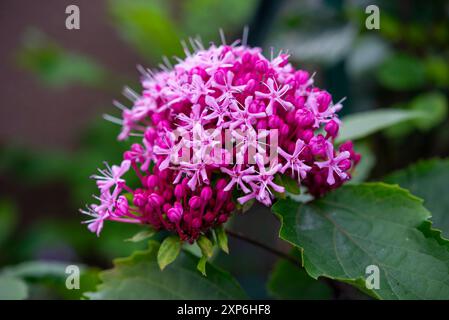 Testa di fiori di Clerodendrum Bungei. Un arbusto succulento con fiori rosa a metà estate. Foto Stock