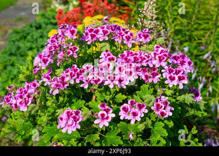 Pelargonium "Orange Fizz", un geranio profumato e lievito con masse di fiori rosa in estate. Foto Stock