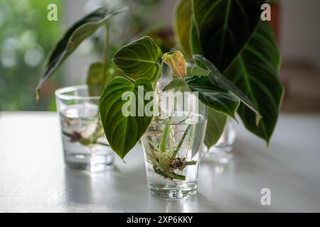 Germogli della fabbrica Philodendron Splendid in vetro. Semplice propagazione di piante da casa per fusto in acqua Foto Stock