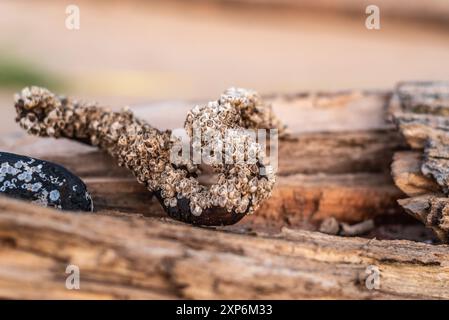 Baia di barnacle (Amphibalanus improvisus) su un pezzo di legno su una riva del mare di Baltis Foto Stock