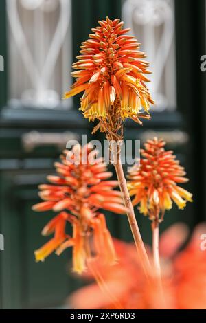 Aloe arborescens, l'aloe krantz o candelabra, una specie di piante succulente in fiore, fiori rossi, porta verde sullo sfondo Foto Stock