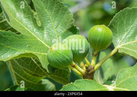 fichi maturi appesi al ramo del fico nella piantagione di serra Foto Stock