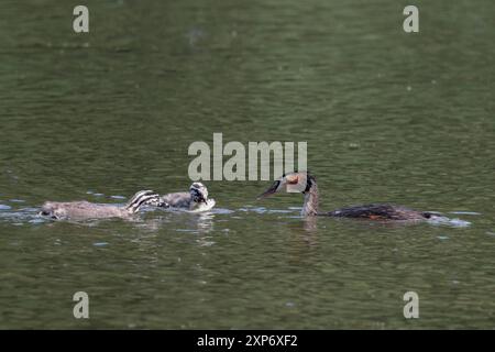 Grandi grebe crestate Podiceps christatus, ruff arancione rufus adulto e cresta su cappellino scuro giovani strisce grigie bianche e nere un bambino con pesce Foto Stock