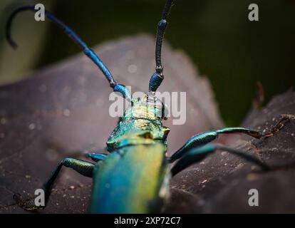 Muschio verde scarabeo longhorn, latino Aromia moschata, primo piano Foto Stock