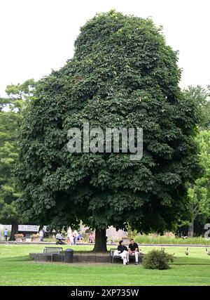 Colonia, Germania. 4 agosto 2024. Una coppia nel Rheinpark sotto un castagno. Parco del Reno. I meteorologi prevedono un mix di pioggia, sole e nuvole per la prossima settimana. Crediti: Roberto Pfeil/dpa/Alamy Live News Foto Stock