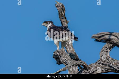 Sudafrica, Parco Nazionale Kruger, Aquila di Falco Africano (Aquila spilogastra o Hieraaetus spilogaster) Foto Stock