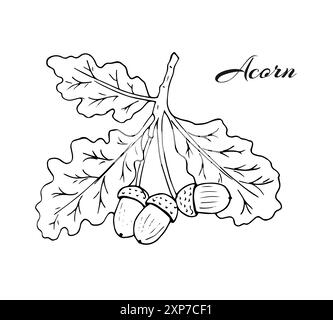 Ramoscello di quercia con foglie e ghiande. Elementi autunnali. Illustrazione botanica dettagliata disegnata a mano. Isolato su bianco. Illustrazione Vettoriale