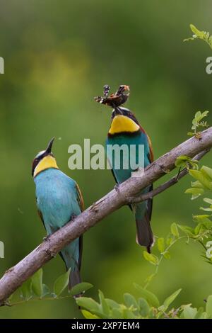 , Bienenfresser Merops apiaster, Europea gruccione Foto Stock