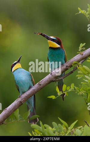 , Bienenfresser Merops apiaster, Europea gruccione Foto Stock