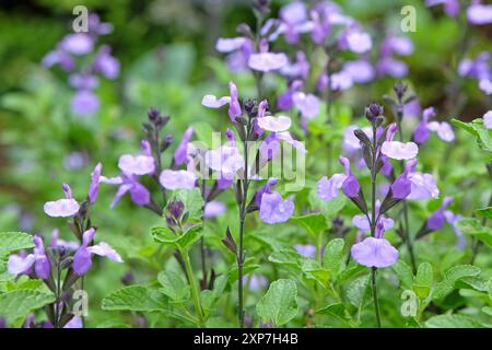 Salvia «so Cool pale Blue» in fiore. Foto Stock