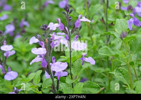 Salvia «so Cool pale Blue» in fiore. Foto Stock