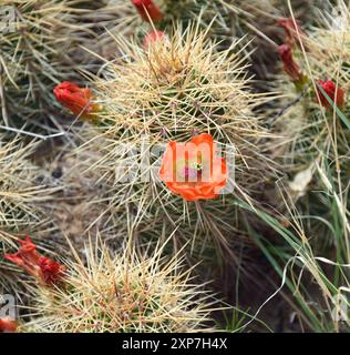 La colorata fioritura di un cactus Claret Cup fiorisce tra le spine di piante. Foto Stock