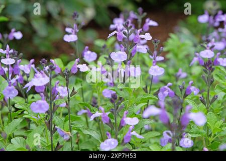 Salvia «so Cool pale Blue» in fiore. Foto Stock