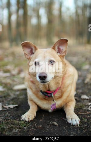 Un cane marrone chiaro giace nella foresta autunnale. È un vecchio cane adottato Foto Stock