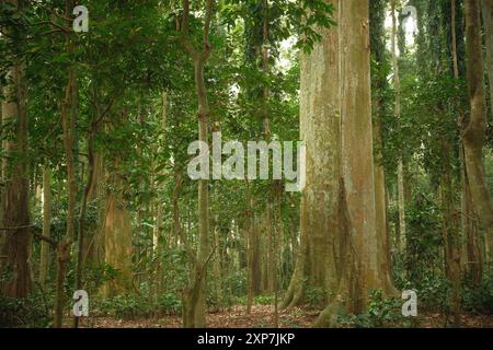 Grandi e antichi alberi nella foresta pluviale tropicale e le foglie secche cadute Foto Stock