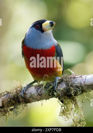 Toucan barbet, Tukanbartvogel, Cabézon toucan, Semnornis ramphastinus, tukánbajszika, valle di Mindo, Ecuador, Sud America Foto Stock