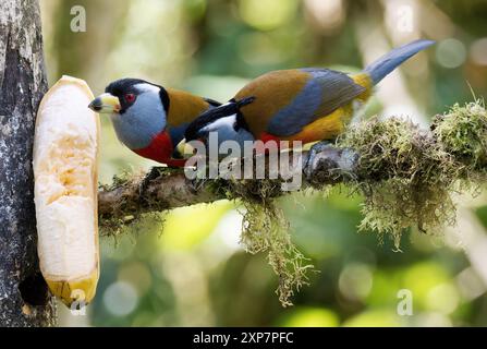 Toucan barbet, Tukanbartvogel, Cabézon toucan, Semnornis ramphastinus, tukánbajszika, valle di Mindo, Ecuador, Sud America Foto Stock