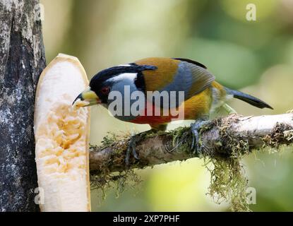 Toucan barbet, Tukanbartvogel, Cabézon toucan, Semnornis ramphastinus, tukánbajszika, valle di Mindo, Ecuador, Sud America Foto Stock