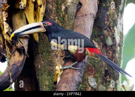 Aracari con colletto, Halsbandarassari, Aracari à collier, Pteroglossus torquatus erythropygius, örvös arasszári, valle di Mindo, Ecuador, Sud America Foto Stock