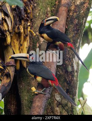 Aracari con colletto, Halsbandarassari, Aracari à collier, Pteroglossus torquatus erythropygius, örvös arasszári, valle di Mindo, Ecuador, Sud America Foto Stock