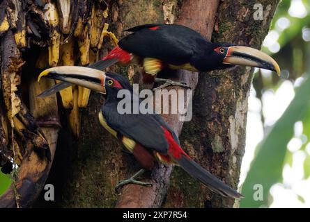 Aracari con colletto, Halsbandarassari, Aracari à collier, Pteroglossus torquatus erythropygius, örvös arasszári, valle di Mindo, Ecuador, Sud America Foto Stock