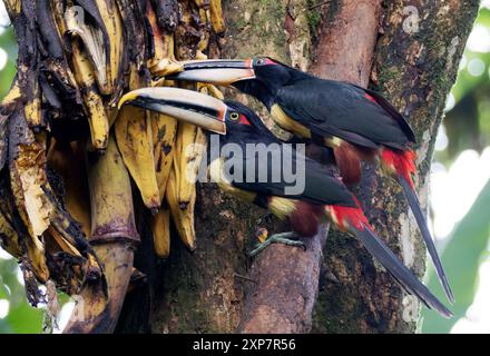 Aracari con colletto, Halsbandarassari, Aracari à collier, Pteroglossus torquatus erythropygius, örvös arasszári, valle di Mindo, Ecuador, Sud America Foto Stock