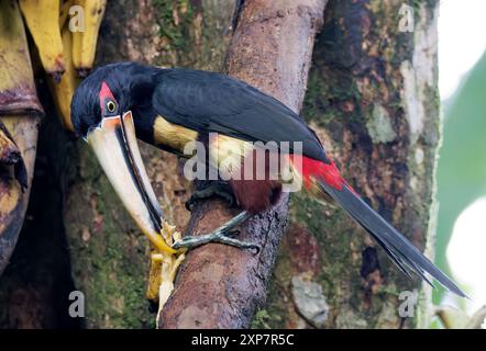 Aracari con colletto, Halsbandarassari, Aracari à collier, Pteroglossus torquatus erythropygius, örvös arasszári, valle di Mindo, Ecuador, Sud America Foto Stock