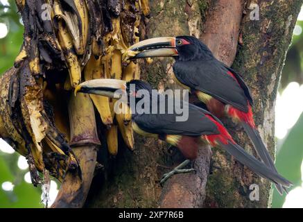 Aracari con colletto, Halsbandarassari, Aracari à collier, Pteroglossus torquatus erythropygius, örvös arasszári, valle di Mindo, Ecuador, Sud America Foto Stock