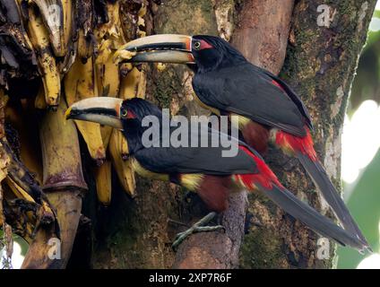 Aracari con colletto, Halsbandarassari, Aracari à collier, Pteroglossus torquatus erythropygius, örvös arasszári, valle di Mindo, Ecuador, Sud America Foto Stock