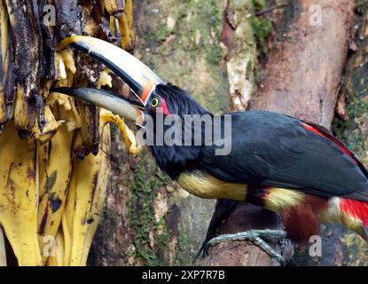 Aracari con colletto, Halsbandarassari, Aracari à collier, Pteroglossus torquatus erythropygius, örvös arasszári, valle di Mindo, Ecuador, Sud America Foto Stock