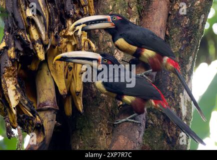 Aracari con colletto, Halsbandarassari, Aracari à collier, Pteroglossus torquatus erythropygius, örvös arasszári, valle di Mindo, Ecuador, Sud America Foto Stock