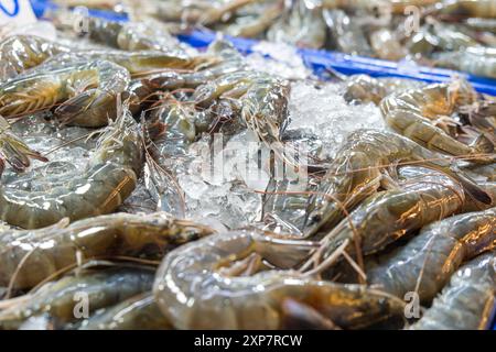 Primo piano di gamberi freschi esposti sul banco del ghiaccio al mercato del pesce, che mostrano freschezza e qualità dei gamberetti, Phuket, Thiland. Mercato di cibo tailandese Foto Stock