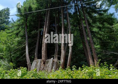 Redwood Stump, germogli maturi, (albero genitore), che cresce dalle radici del ceppo, Sequoia sempervirens, Redwood National & State Parks, California. Foto Stock
