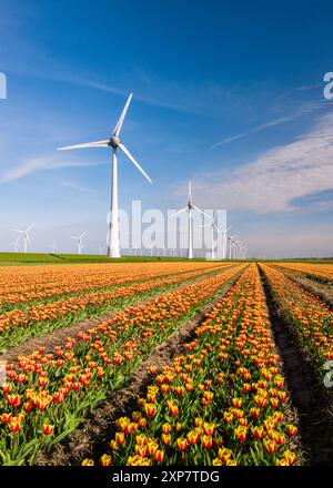 Tra ampi campi di tulipani in fiore, i mulini a vento torreggiano graziosamente sotto un cielo blu limpido. Parco dei mulini a vento nei Paesi Bassi che fornisce energia verde Foto Stock