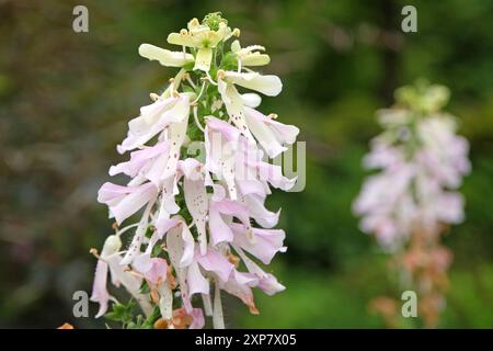 Digitalis foxglove ibrido «Appleblossom» bianco e rosa pallido in fiore. Foto Stock