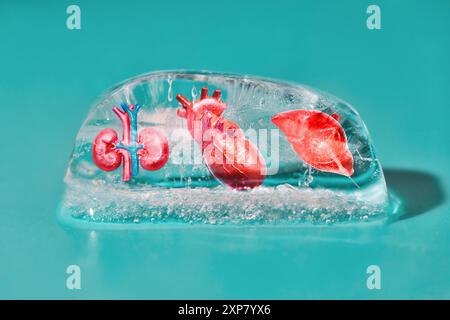 Rappresentazioni anatomiche di cuore, rene e fegato conservati nel ghiaccio, sottolineando l'importanza della conservazione degli organi per il trapianto. Foto Stock
