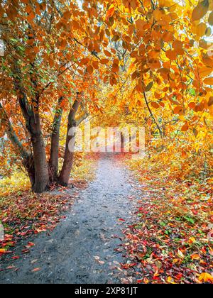 Vista autunnale con un arco di rami gialli e arancioni di alberi cadenti su un sentiero fangoso. Dopo la pioggia. Foto Stock