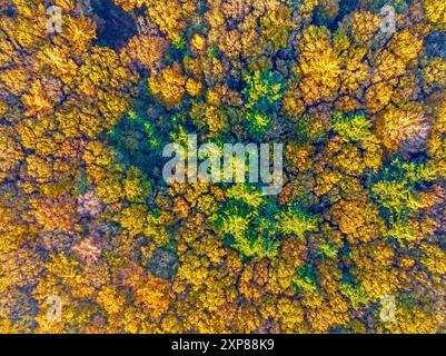 Volo in cima agli alberi in autunno nei Paesi Bassi in Europa Foto Stock