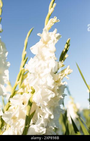 Gladioli bianchi contro un cielo blu. Coltivare gladioli in vendita sul campo. Foto di alta qualità Foto Stock