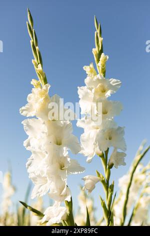 Gladioli bianchi contro un cielo blu. Coltivare gladioli in vendita sul campo. Foto di alta qualità Foto Stock