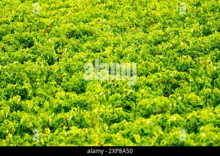 foglie di vite in un vigneto in estate, guardando in basso su filari di foglie verdi concetto agricoltura, agricoltura, viticoltura, viticoltura, industria vinicola Foto Stock