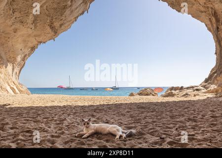 Gatto rilassante sulla spiaggia di Cala Luna in Sardegna Foto Stock