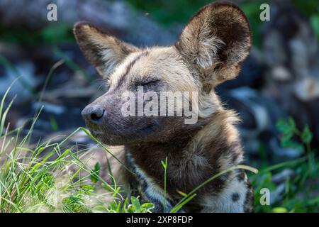 Sudafrica, Parco nazionale Kruger, cane selvatico africano (Lycaon pictus) Foto Stock